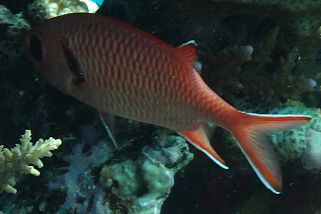Myripristis berndti - Großschuppen-Soldatenfisch